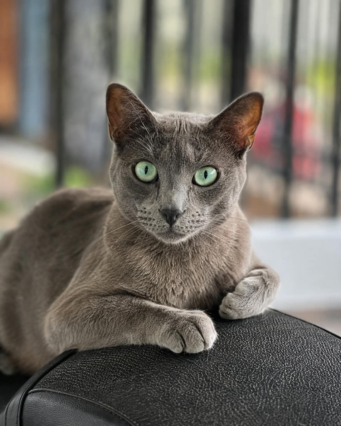 Gatos