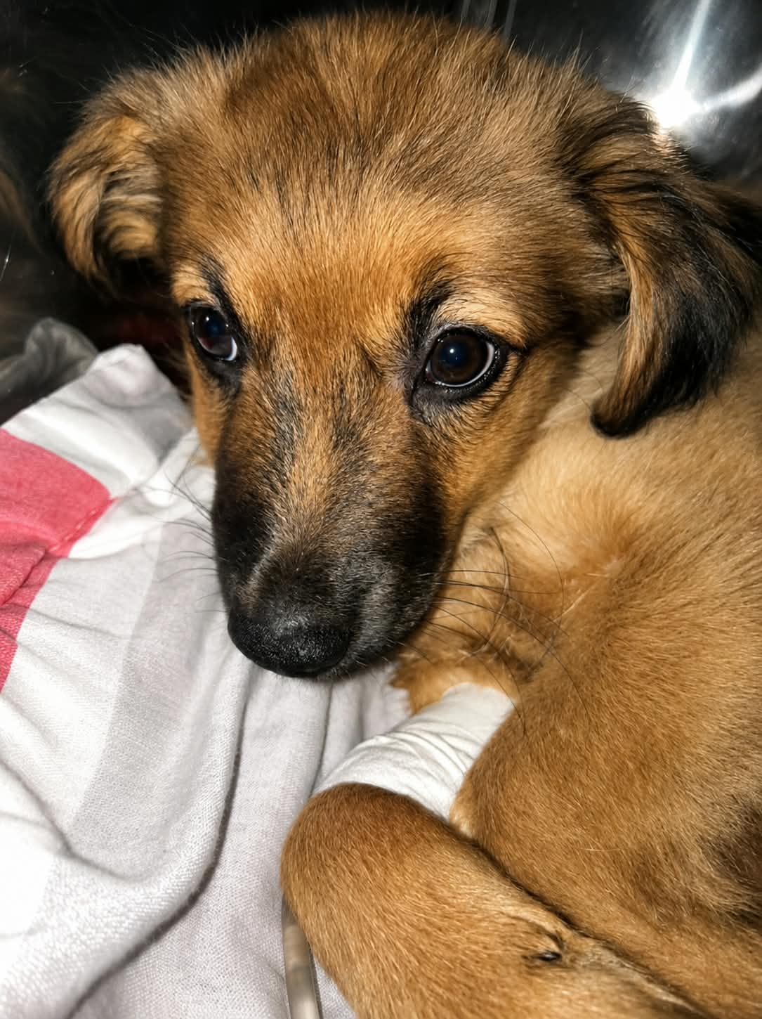 Rosita