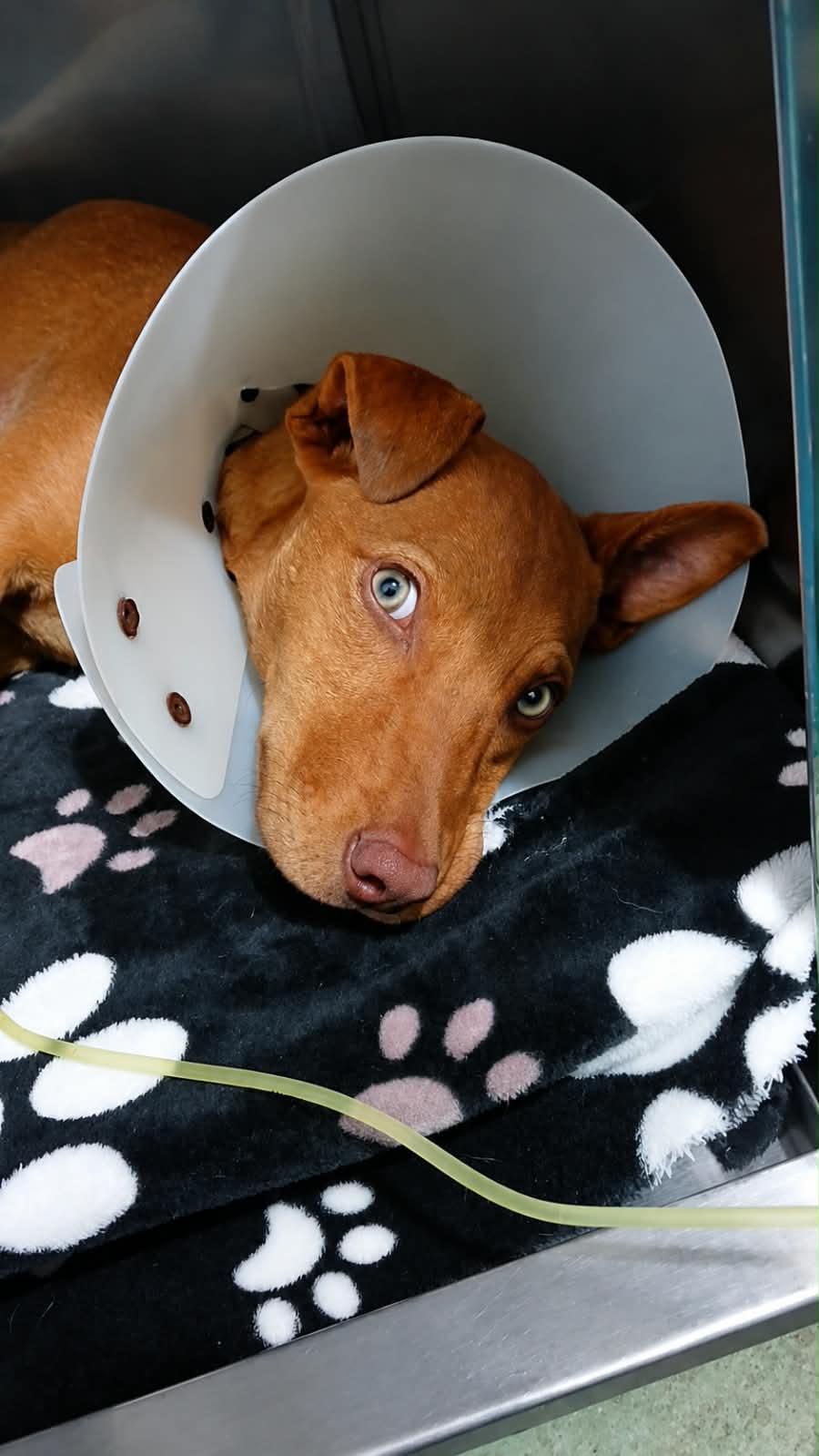 Canela